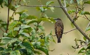 Streak-throated Bush Tyrant