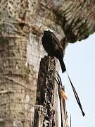 Long-tailed Tyrant