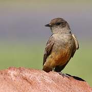 Say's Phoebe