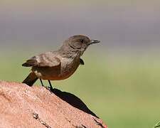 Say's Phoebe