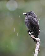 Smoke-colored Pewee