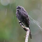 Smoke-colored Pewee