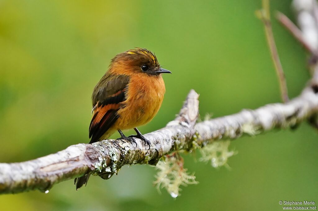 Cinnamon Flycatcheradult