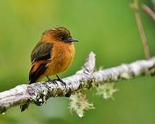 Cinnamon Flycatcher