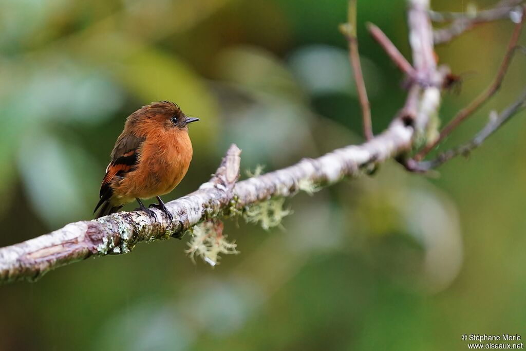 Cinnamon Flycatcher