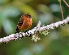 Cinnamon Flycatcher