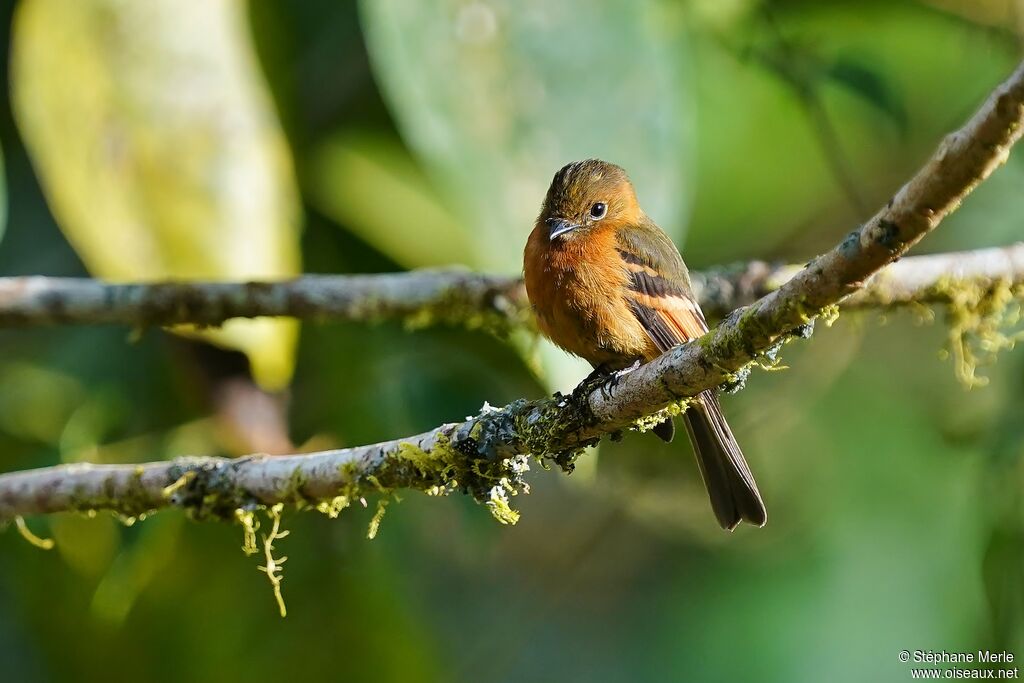 Cinnamon Flycatcheradult