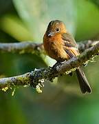 Cinnamon Flycatcher