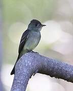 Northern Tropical Pewee