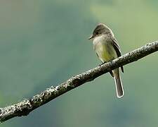 Northern Tropical Pewee