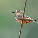 Moucherolle hirondelle