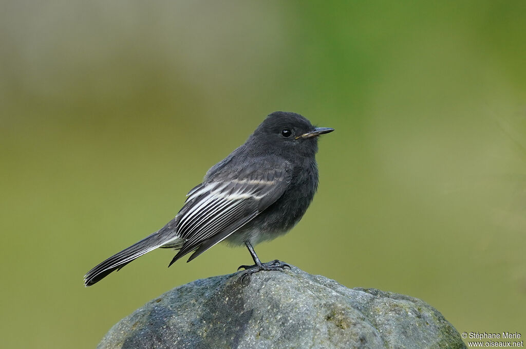 Black Phoebe male adult