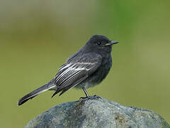 Black Phoebe