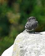 Black Phoebe