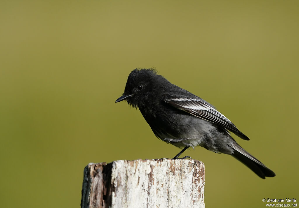 Black Phoebeadult