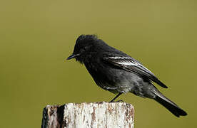 Black Phoebe