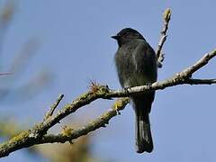 Blackish Pewee