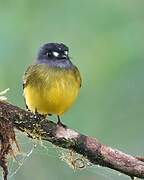 Ornate Flycatcher