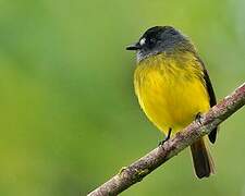 Ornate Flycatcher