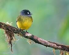 Ornate Flycatcher