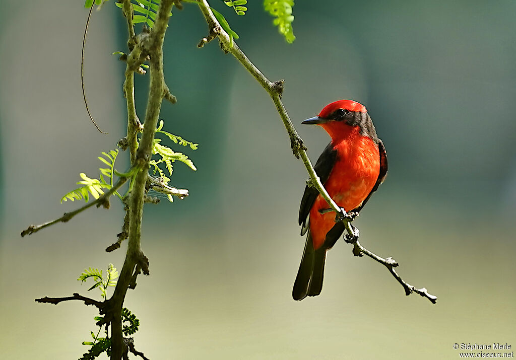 Vermilion Flycatcher male adult