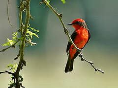 Vermilion Flycatcher