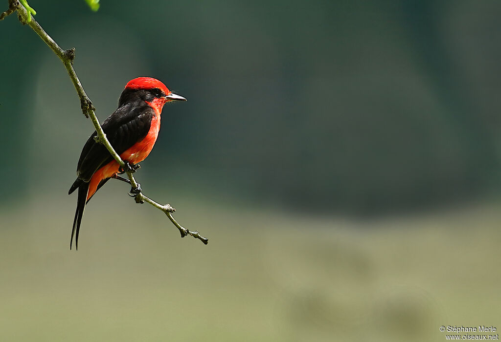 Vermilion Flycatcher male