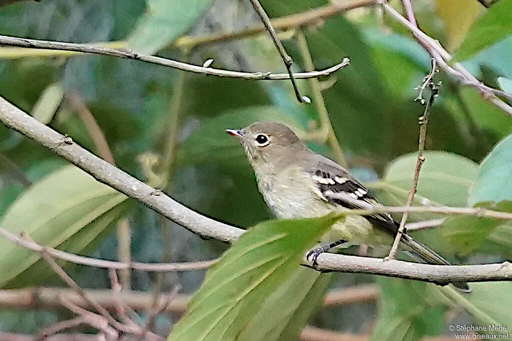 Moucherolle vert