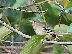 Acadian Flycatcher