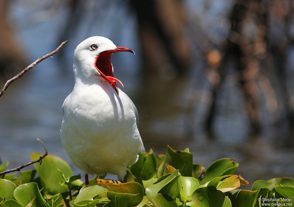 Grey-headed Gull