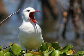 Mouette à tête grise