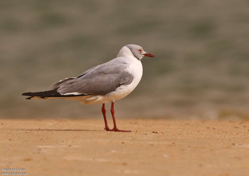 Mouette à tête griseadulte, identification