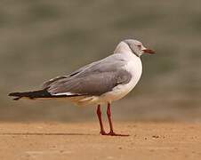 Mouette à tête grise