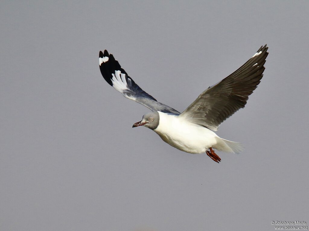 Mouette à tête grise