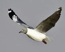 Grey-headed Gull