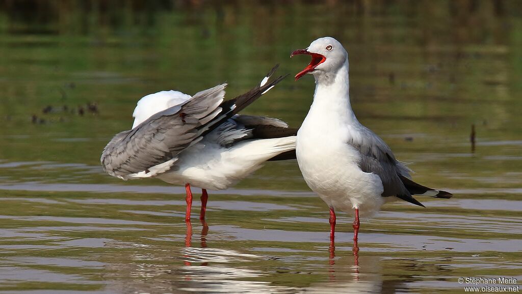 Grey-headed Gull