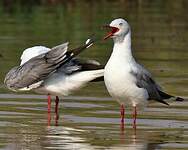 Mouette à tête grise