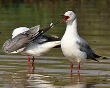 Grey-headed Gull