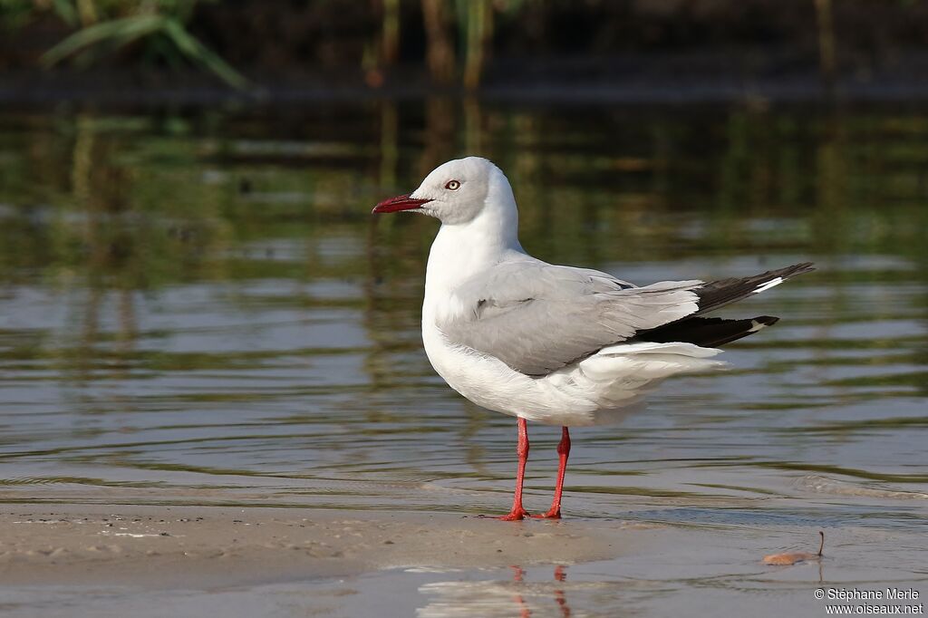 Mouette à tête griseadulte