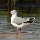 Mouette à tête grise