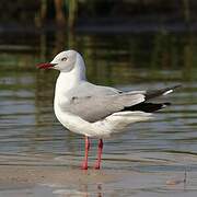 Grey-headed Gull