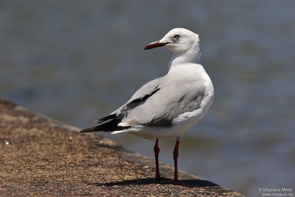 Mouette à tête grise