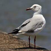 Mouette à tête grise