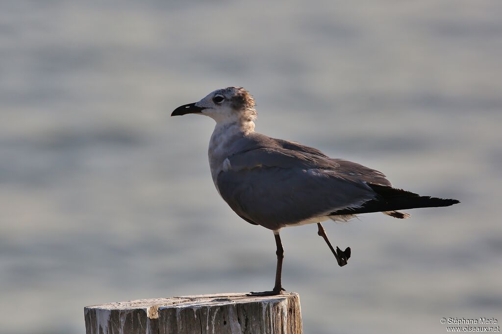 Mouette atricilleimmature