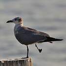 Mouette atricille