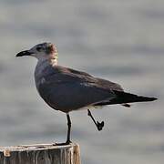 Mouette atricille