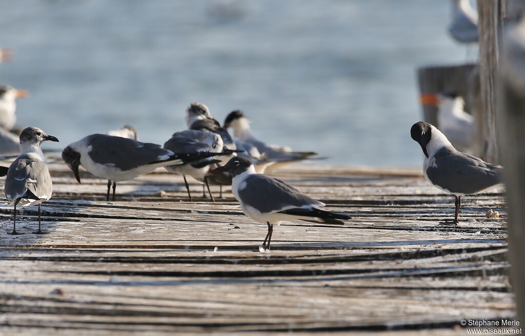 Mouette atricille