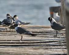 Laughing Gull