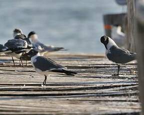 Mouette atricille