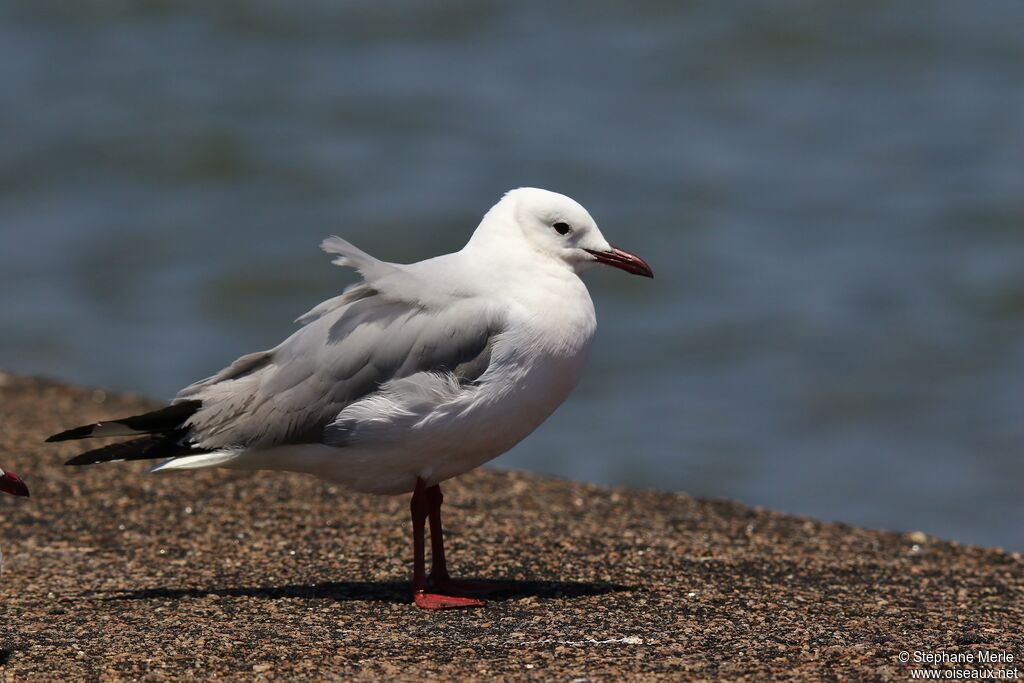 Mouette de Hartlaubadulte